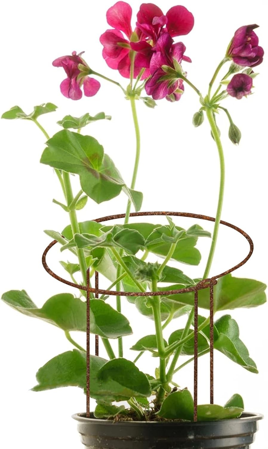 12 Pack Rusty Bow Plant Support Stakes Half Round Flower Support Ring Cage Frame